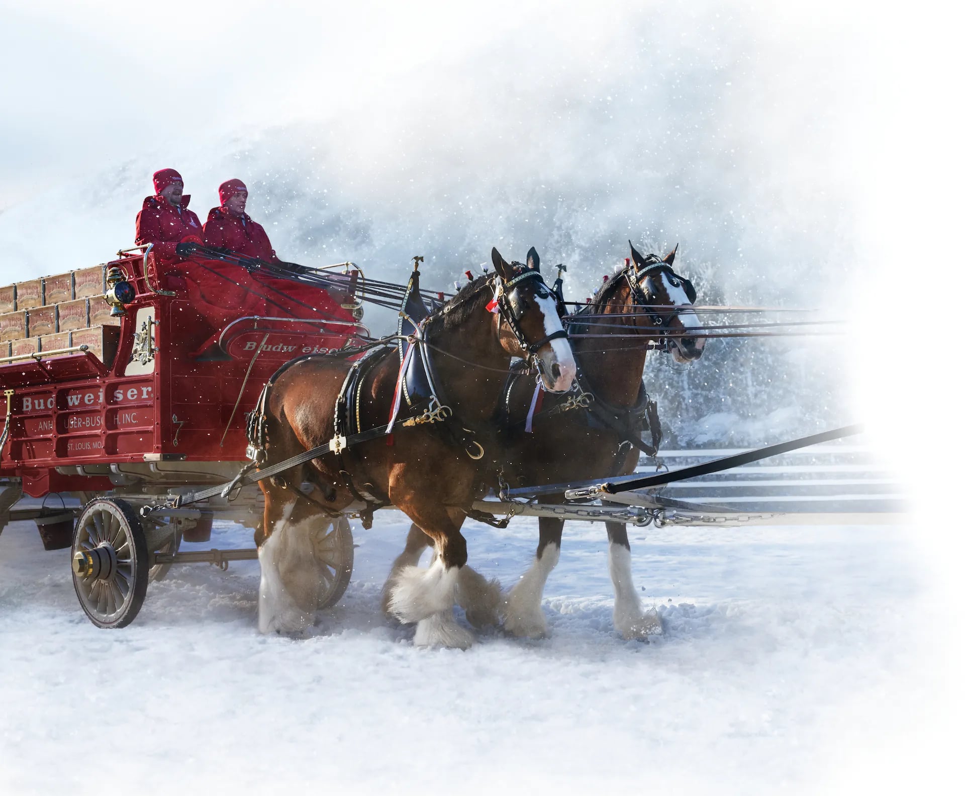 Image of horses in snow carrying a budweiser sled coming from the left